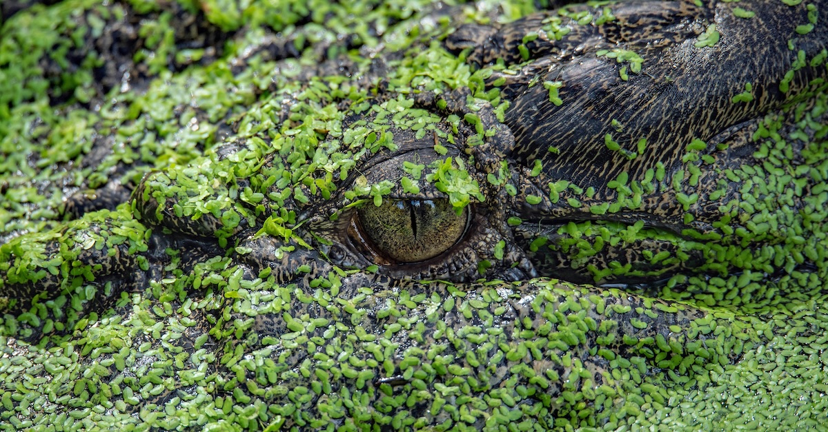 Het oog van een krokodil die bijna onzichtbaar onder een laag groen kroos in het water ligt